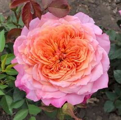 Роза японская кустовая Мияби 6л